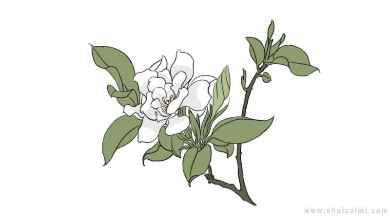 栀子花简笔画怎么画 栀子花简笔画步骤