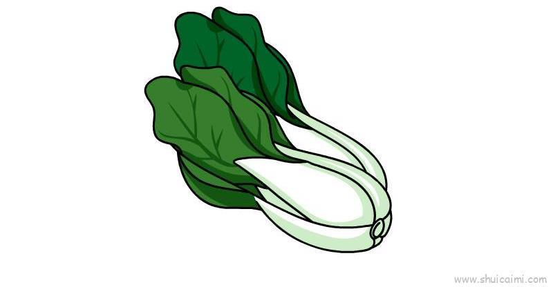 青菜儿童画怎么画 青菜简笔画步骤