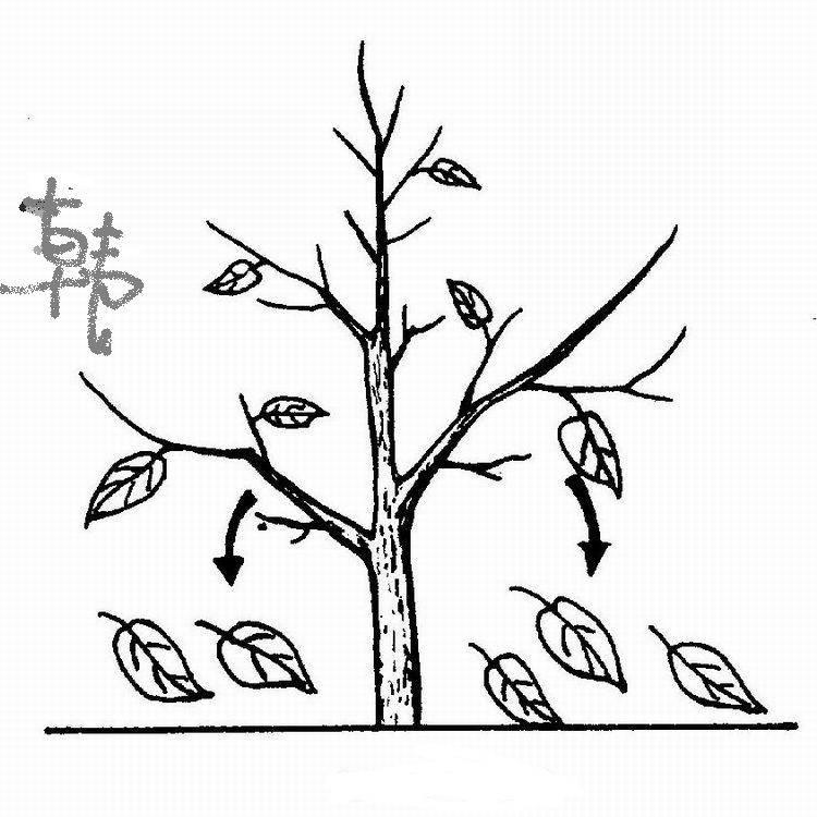 秋天的树简笔画图片大全 秋天的树简笔画图片大全大图