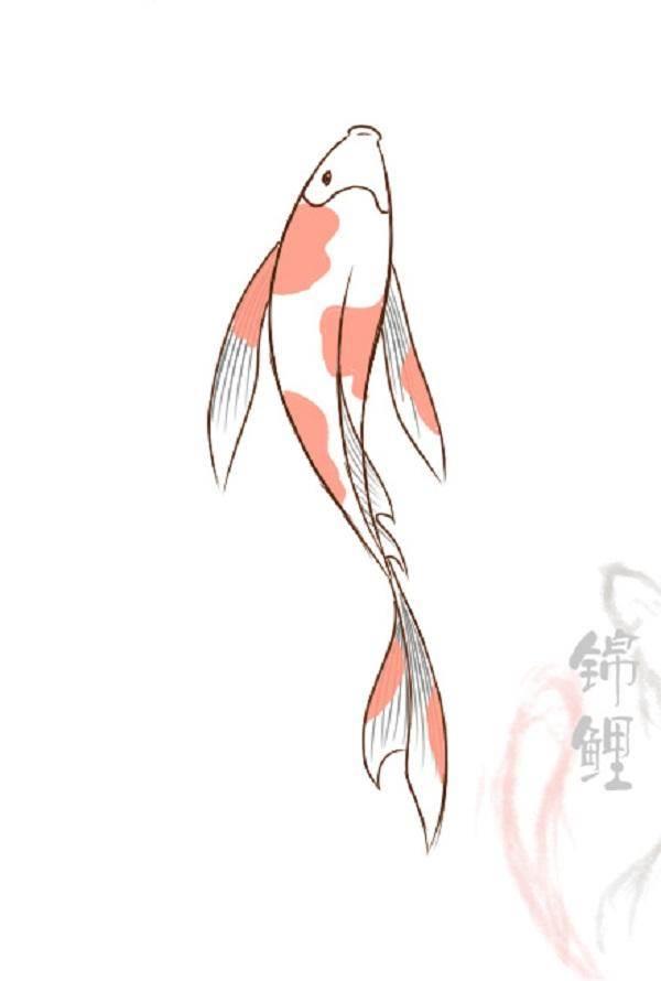 锦鲤简笔画 锦鲤简笔画带颜色