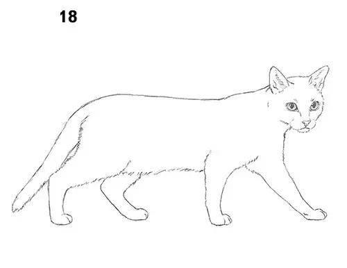 猫的简笔画 猫的简笔画可爱