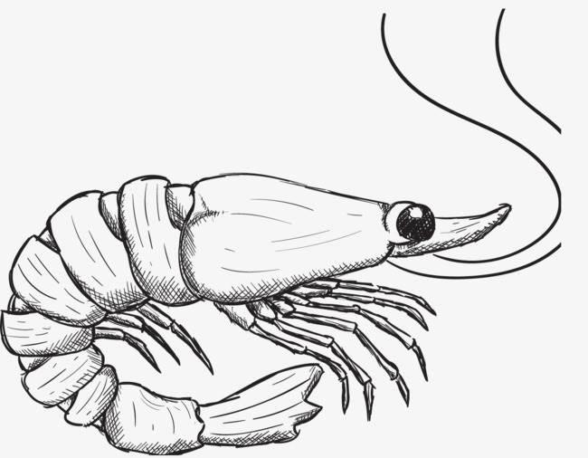 大虾简笔画 大虾简笔画彩色
