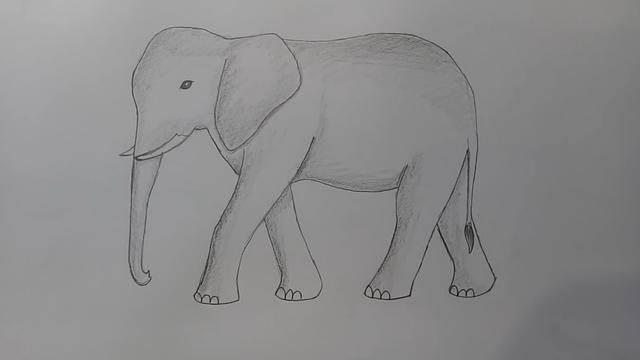 大象简笔画 大象简笔画儿童简笔画