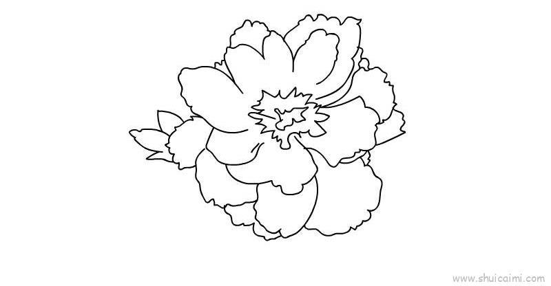 芍药花儿童画怎么画 芍药花简笔画简单又好看