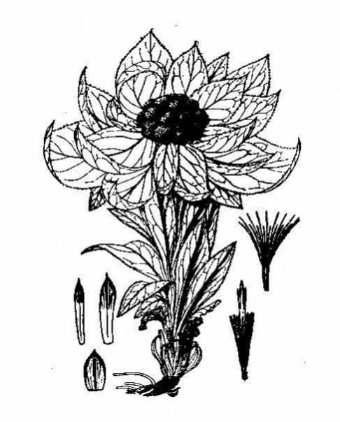 雪莲花简笔画 雪莲花简笔画图片大全