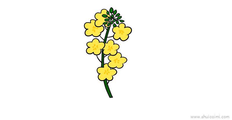 菜花儿童画怎么画 菜花简笔画好看