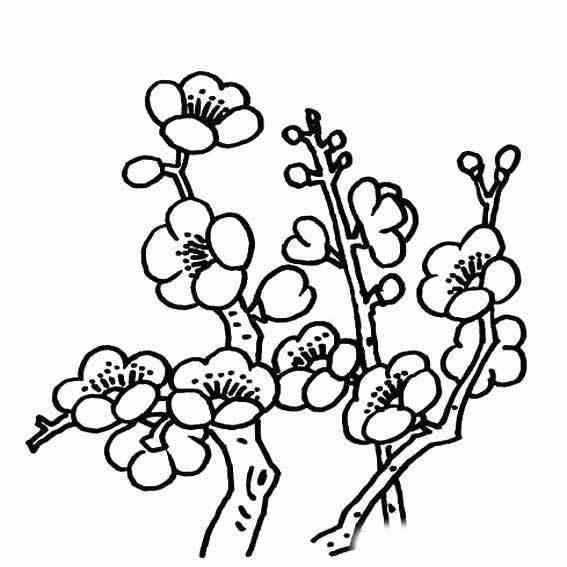 腊梅简笔画图片 腊梅简笔画彩色