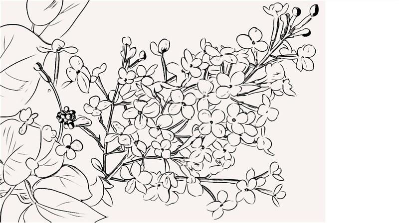 丁香简笔画怎么画 丁香简笔画简单
