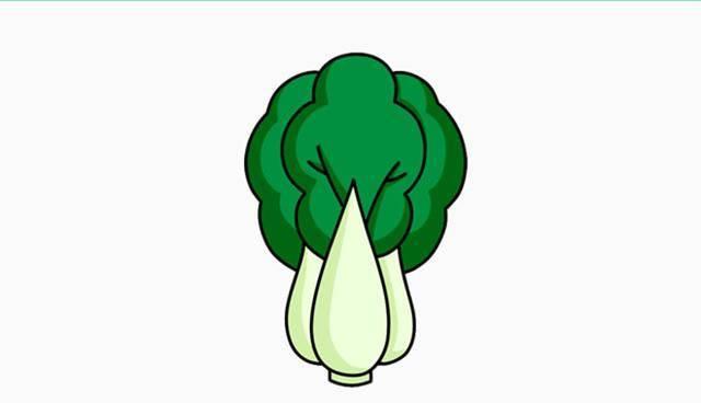 白菜简笔画 白菜简笔画图片带颜色