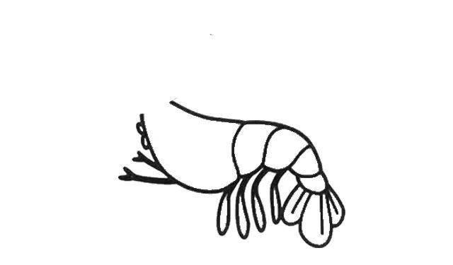 虾简笔画图片大全 虾简笔画图片大全大图