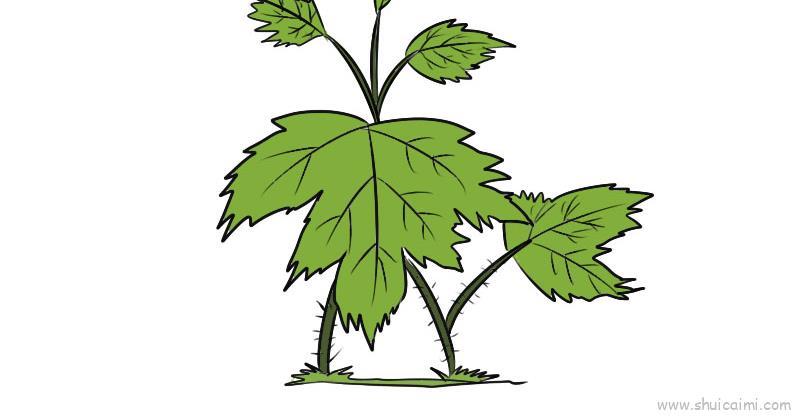 河马草儿童画怎么画 河马草简笔画简单