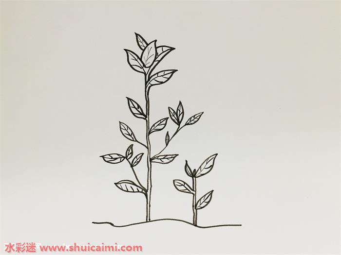 茶树怎么画 茶树简笔画图片大全带颜色