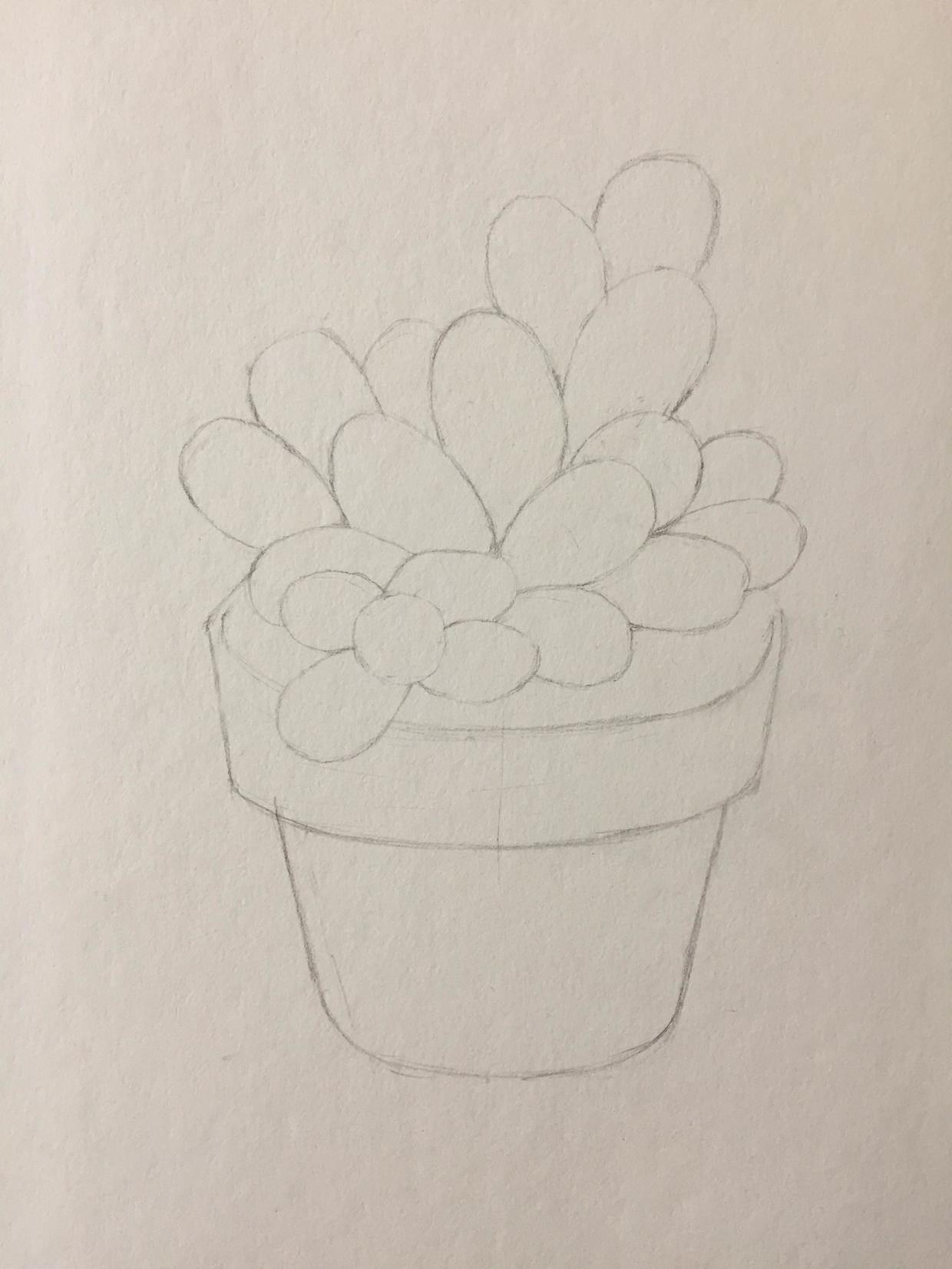 多肉简笔画 多肉简笔画图片大全