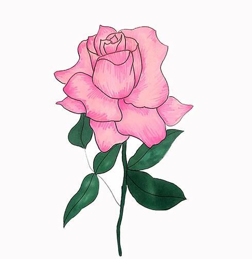 月季花简笔画图片大全 月季花简笔画图片大全大图