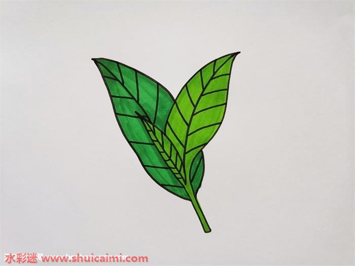 茶叶怎么画 茶叶简笔画漂亮卡通