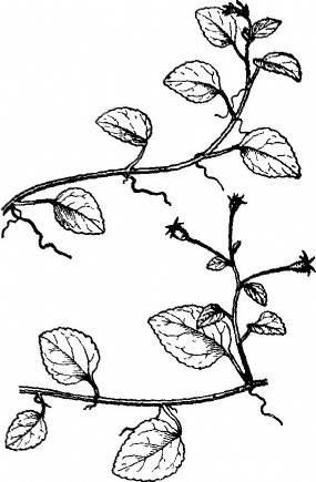 爬山虎简笔画 爬山虎简笔画图片大全大图