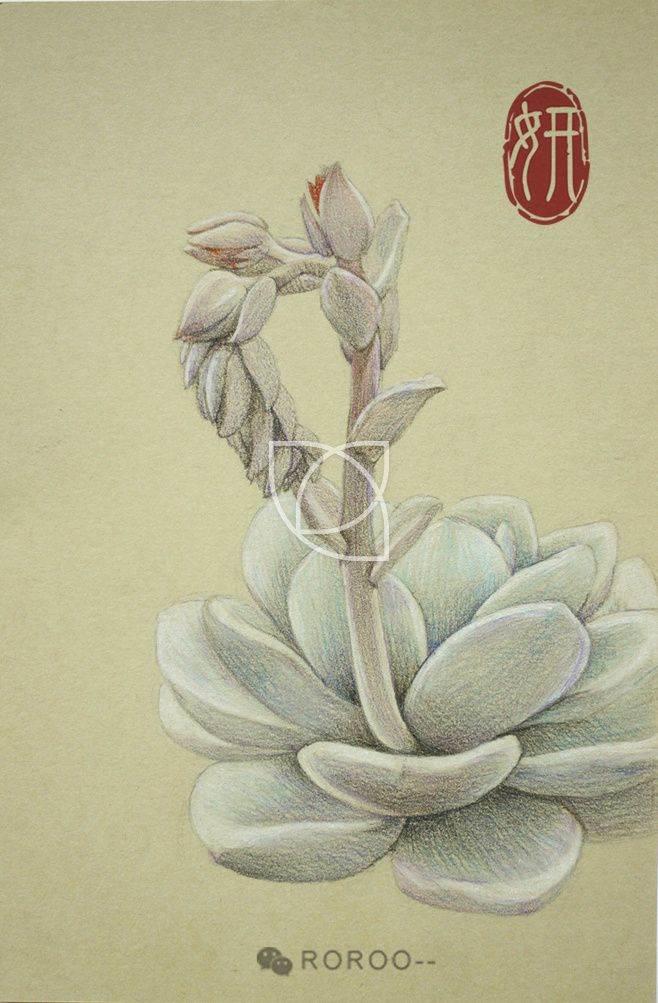 雪莲花简笔画 雪莲花简笔画图片大全