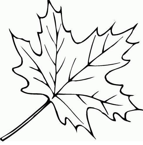 枫叶简笔画 枫叶简笔画图片大全