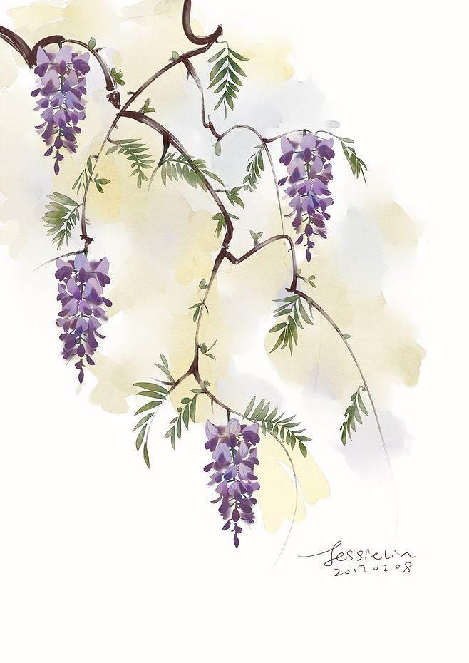 紫藤萝简笔画 紫藤萝简笔画简单又好看