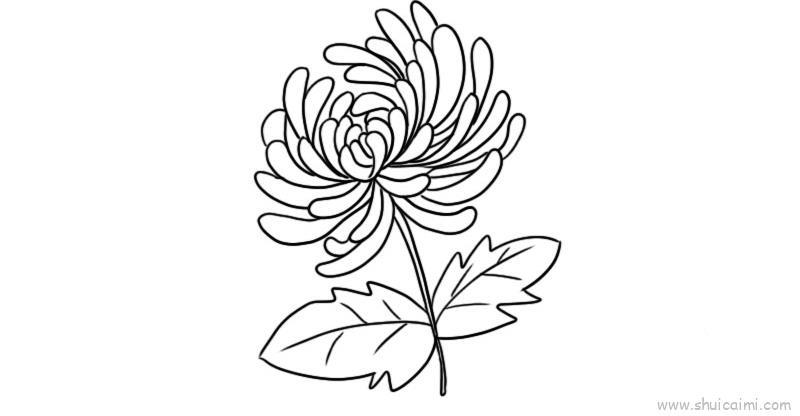 菊花儿童画怎么画 菊花简笔画图片