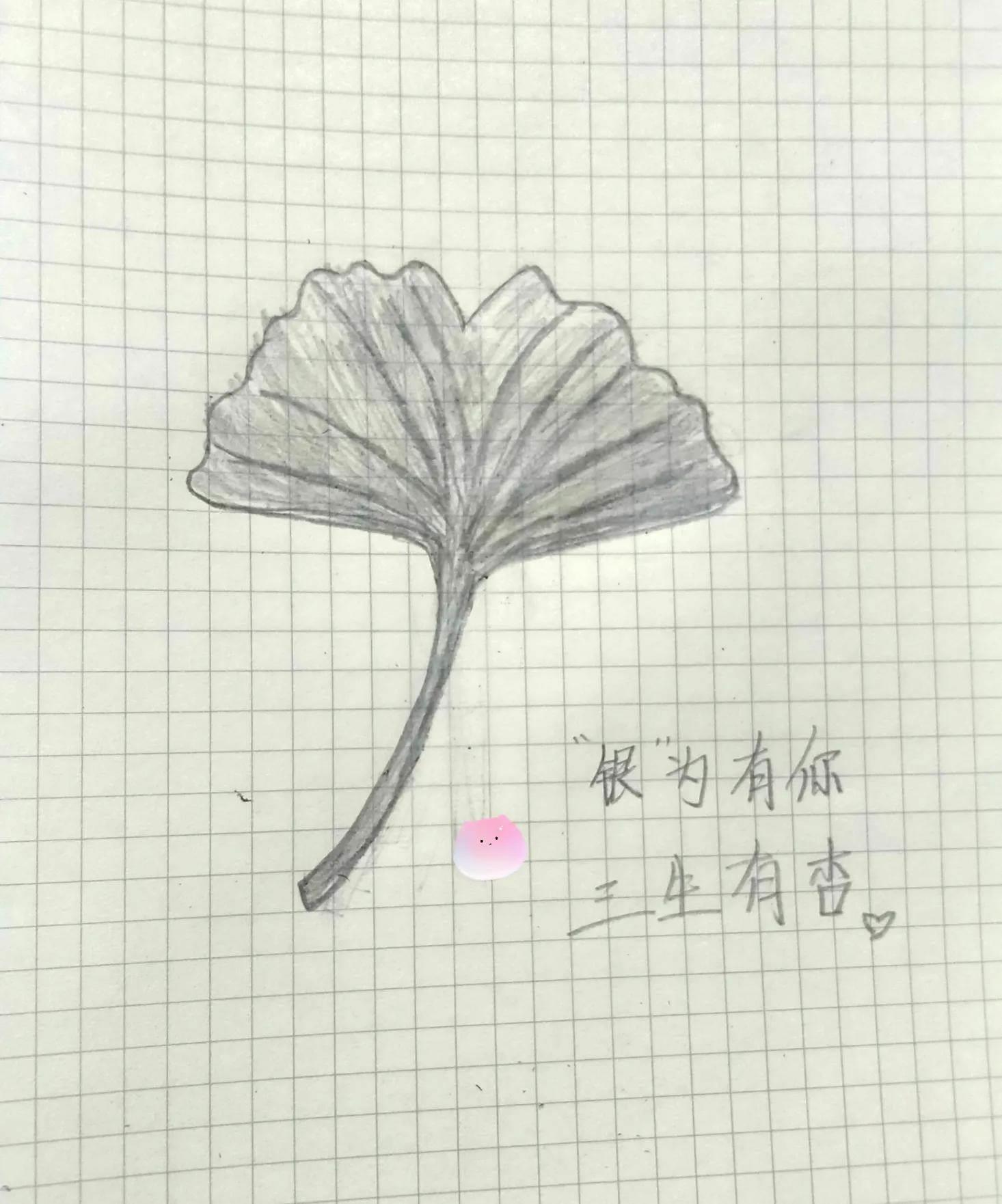 银杏树叶简笔画 银杏树叶简笔画图片