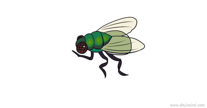 苍蝇儿童画怎么画 苍蝇简笔画画法