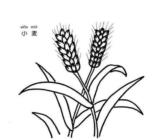 麦子简笔画 麦子简笔画大丰收