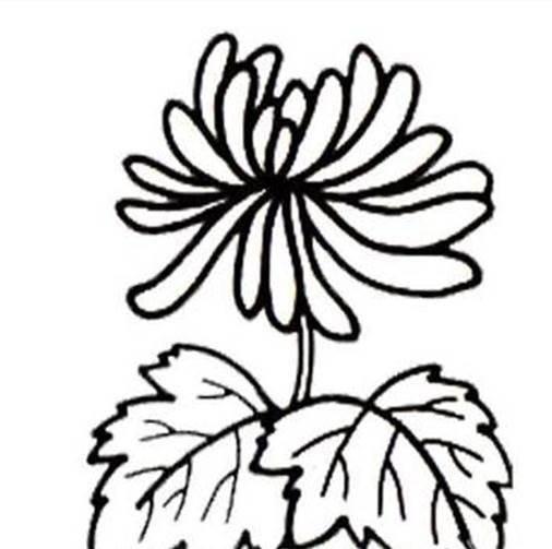 菊花的简笔画 菊花的简笔画图片