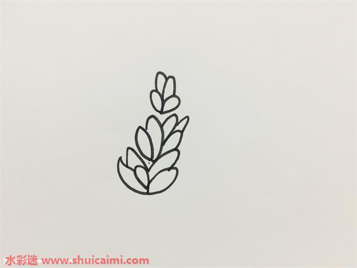薰衣草怎么画 薰衣草简笔画图片带颜色
