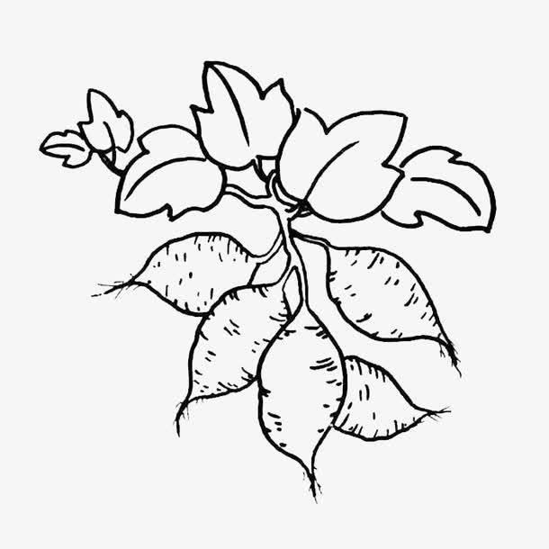 红薯简笔画 红薯简笔画彩色