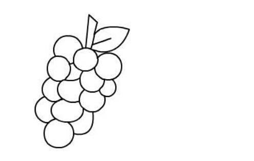 葡萄简笔画图片大全 葡萄简笔画图片大全带颜色