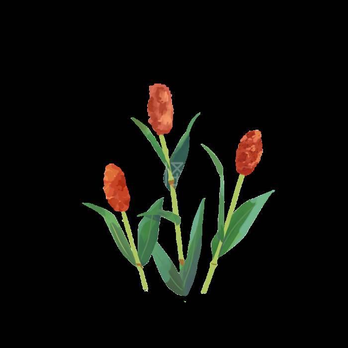 高粱简笔画 怎样画高粱简笔画