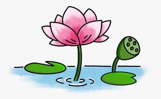 荷花简笔画 荷花简笔画怎么画