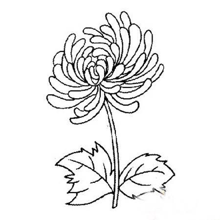 画菊花简笔画图片大全 画菊花简笔画图片大全一年级