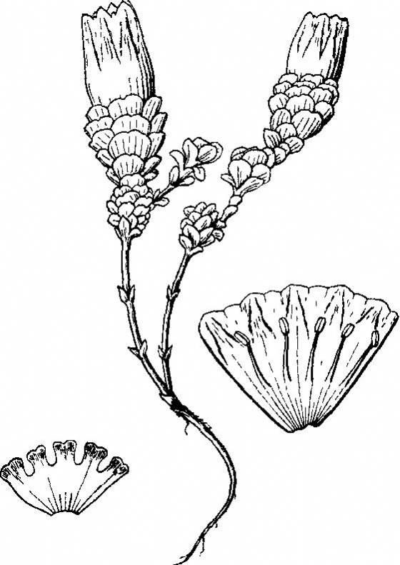 烟草花简笔画 烟草花简笔画简单又漂亮