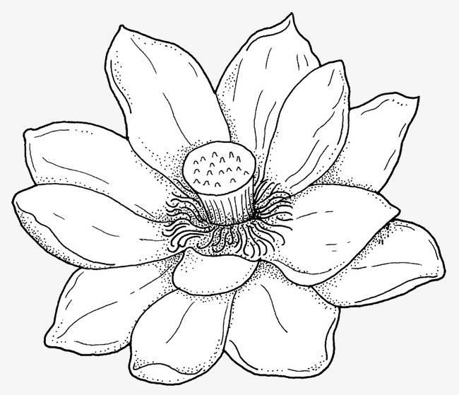 雪莲花简笔画 雪莲花简笔画图片大全