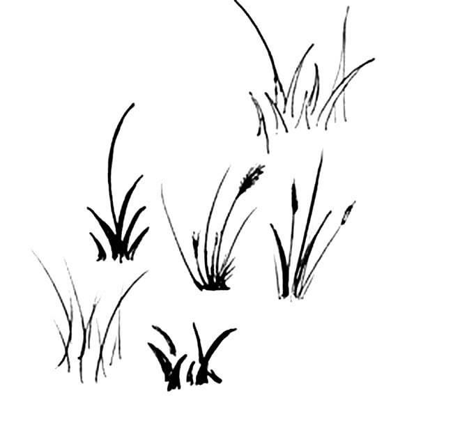 草简笔画 草丛简笔画