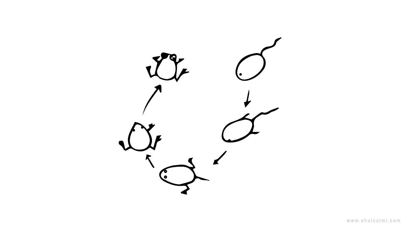 蝌蚪变青蛙简笔画怎么画 蝌蚪变青蛙简笔画图片大全