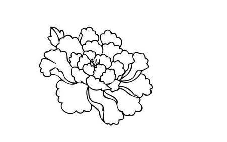 牡丹花的简笔画 牡丹花的简笔画简单漂亮