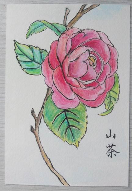 山茶花简笔画图片大全 山茶花简笔画图片大全彩色