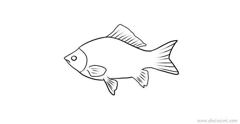鲫鱼儿童画怎么画 鲫鱼简笔画图片大全