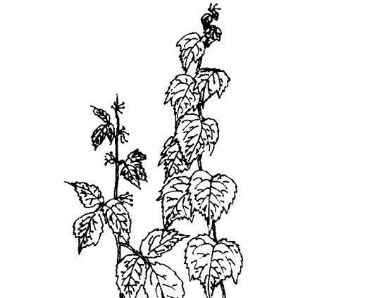 爬山虎简笔画 爬山虎简笔画图片大全大图