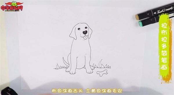 拉布拉多怎么画 拉布拉多简笔画画法