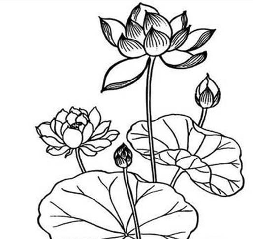 莲花简笔画 莲花简笔画简单又好看