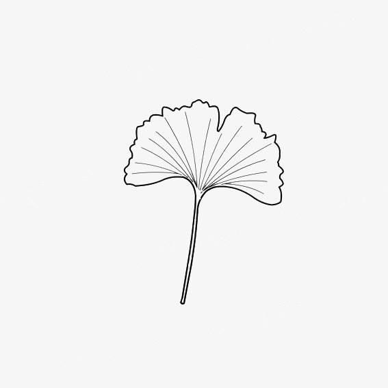 银杏树叶简笔画 银杏树叶简笔画图片