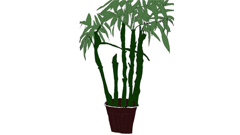 文竹简笔画怎么画 文竹简笔画好看