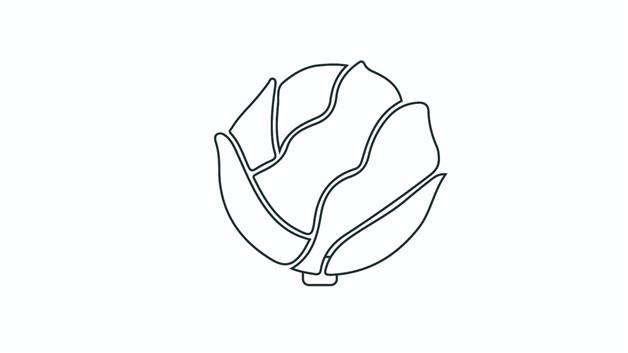 卷心菜简笔画怎么画 卷心菜简笔画简单又好看