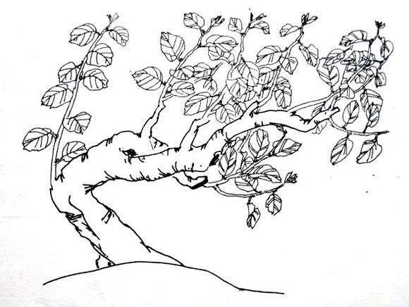 桂花树 简笔画 桂花树简笔画彩色