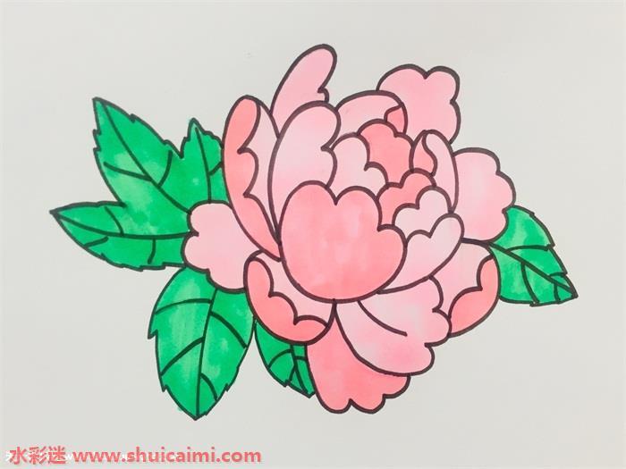 牡丹花怎么画 牡丹花简笔画图片带颜色