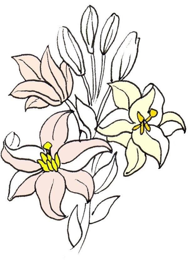 百合花的简笔画怎么画 百合花的简笔画顺序